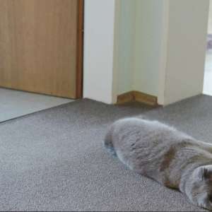 All cats are grey in dark - 1