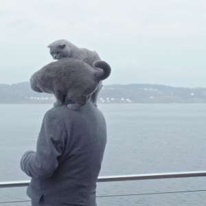 All cats are grey in dark - 3