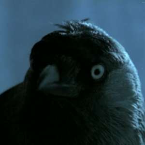 Blackbird - 2