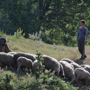 Year of the Monkey - 15