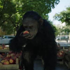 Year of the Monkey - 7