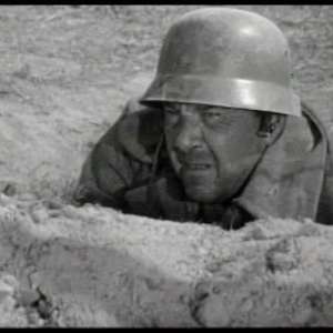 A cat under a helmet - 10